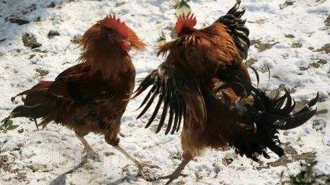 有鸡的视频,探寻乡村养殖的生机与希望