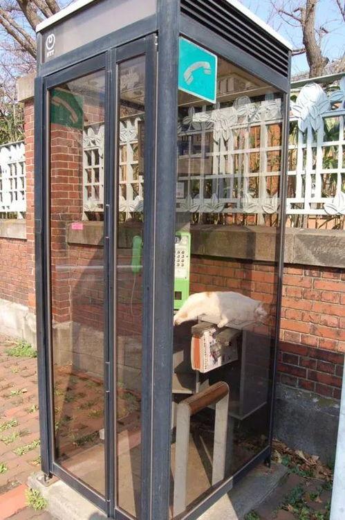 日本的电话亭,日本街头的文化符号与变迁见证