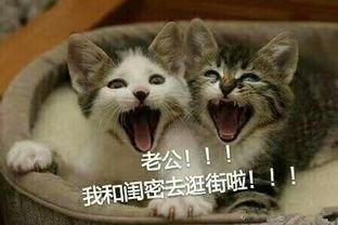 猫表情 老公老婆,猫表情里的“老公老婆”日常