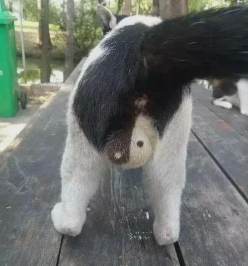 日本蛋蛋最大,探寻世界最大蛋蛋的传奇故事