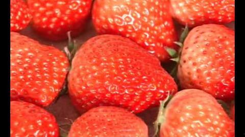 草莓视频种植技术,草莓高效种植技术解析