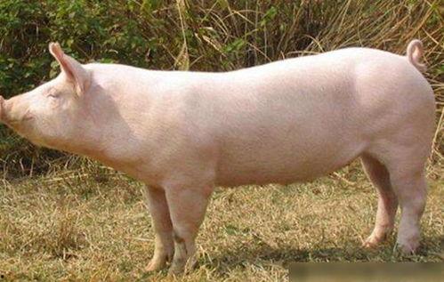 老公猪和小母猪交配,老公猪与小母猪的爱情结晶