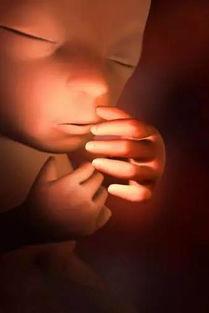 26周胎儿视频,见证生命奇迹的神奇旅程